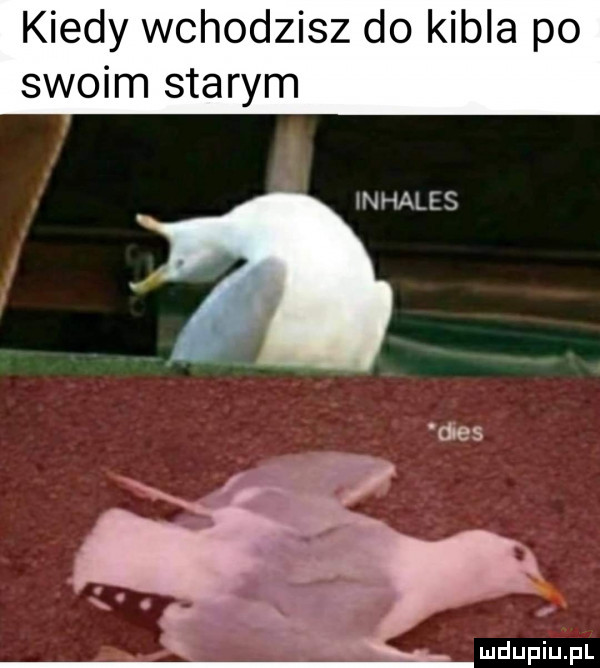 kiedy wchodzisz do kibla po swoim starym inhales dres