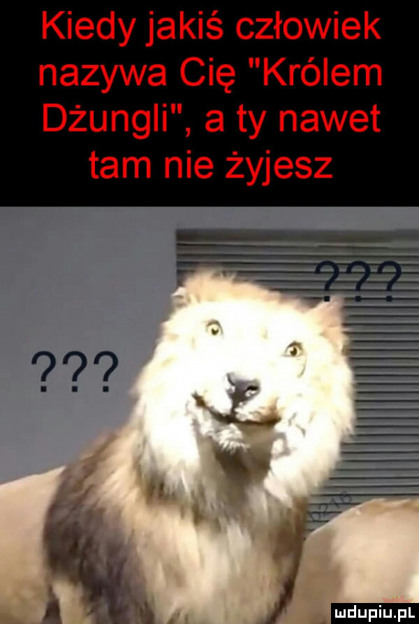 kiedy jakiś człowiek nazywa cię królem dżungli a ty nawet tam nie żyjesz