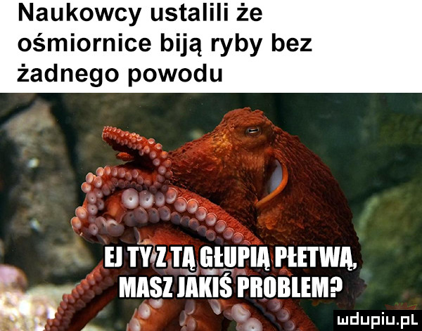 naukowcy ustalili że ośmiornice biją ryby bez żadnego powodu o o.   el i y l ia lillli lai i łe i wil masz jakiś pbiibiem kn ludupiu. pl