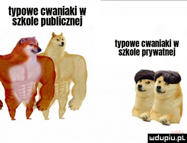 wsiowe gwﬂlllaki w szkole illiiiiigziiei wiiuwe cwamakl w szkole iiwwbiiiei q q