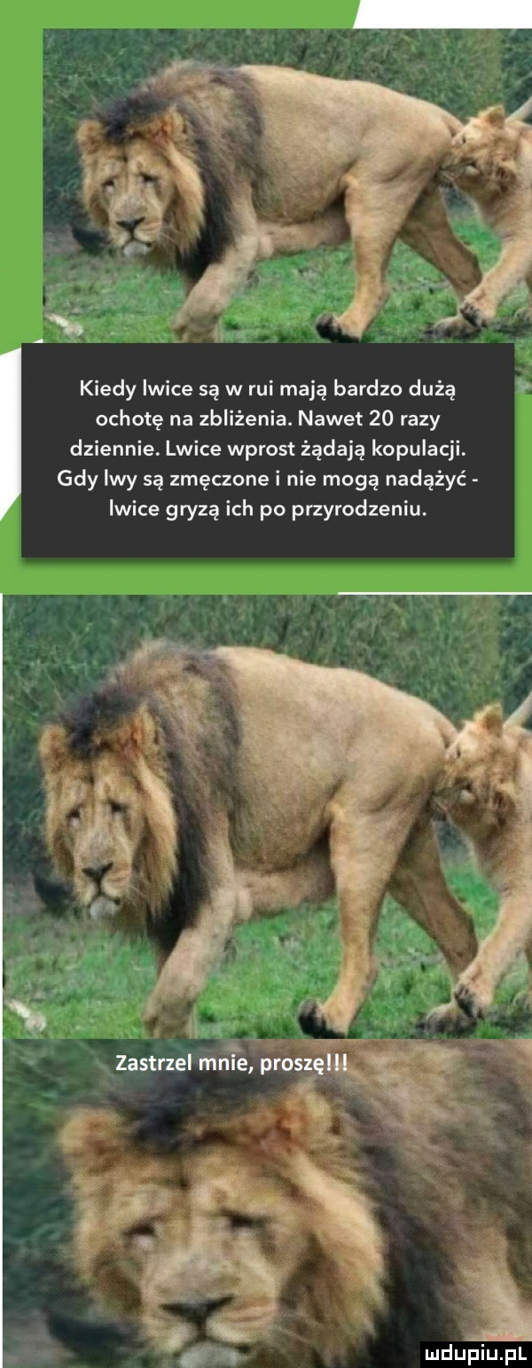 kiedy iwice są w rui mają bardzo dużą ochotę na zbliżenia. nawet    razy dziennie. lwice wprost żądają kopulacji. gdy iwy są zmęczone i nie mogą nadążyć iwice gryzą ich po przyrodzeniu. zastrzel miłe pro