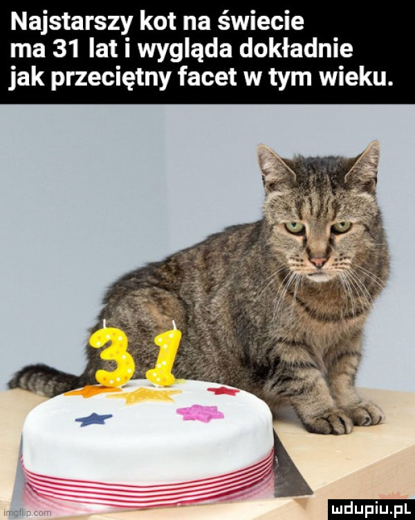 najstarszy kot na świecie ma    lat i wygląda dokładnie jak przeciętny facet w tym wieku. ludu iu. l
