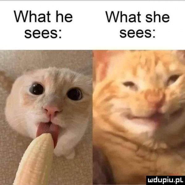 wiat he wiat sie seks seks