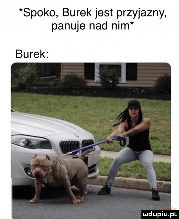 spoko burek jest przyjazny panuje nad nim burek