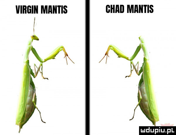 virgiii maiitis gllllll mlllltls i v t