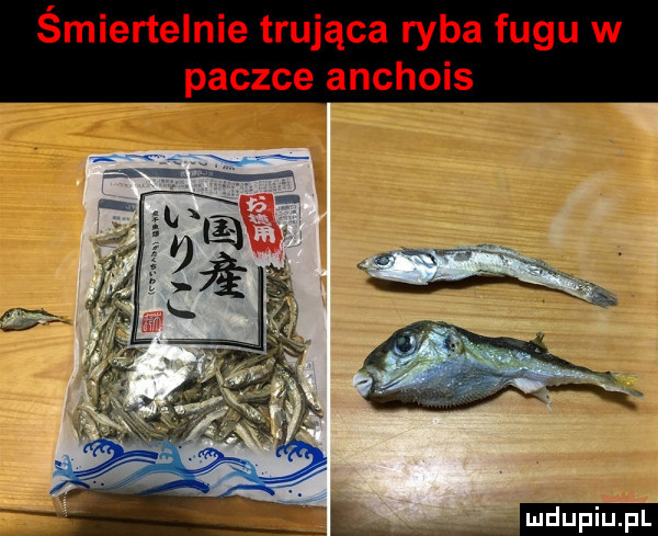 śmiertelnie trująca ryba fugu w paczce anchois