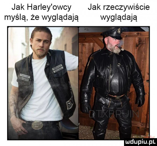 jak harley owcy jak rzeczywiście myślą że wyglądają wyglądają