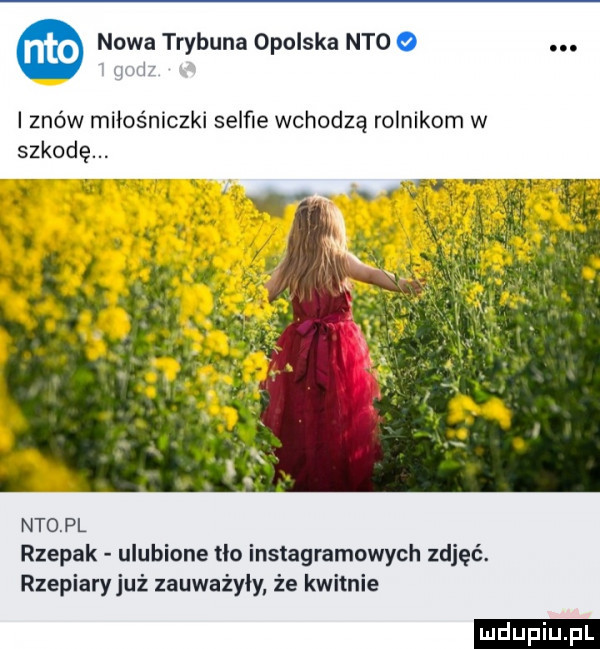 nowa trybuna opolska neo o. mix i znów miłośniczki selfie wchodzą rolnikom w szkodę. d ntopl rzepak ulubione o insiagrarnowych zdjęć. rzepiary już zauważyły że kwitnie