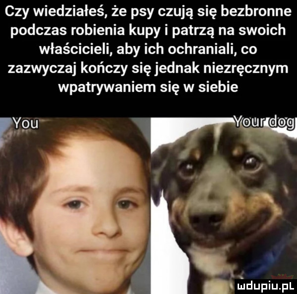 czy wiedziałeś że psy czują się bezbronne podczas robienia kupy i patrzą na swoich właścicieli aby ich ochraniali co zazwyczaj kończy się jednak niezręcznym wpatrywaniem się w siebie ygour do gl i a a