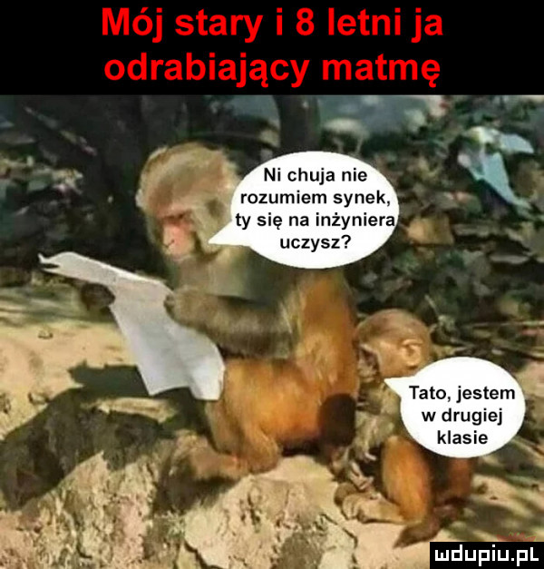 ni chuja nie rozumiem synek ty się na inżyniera uczysz