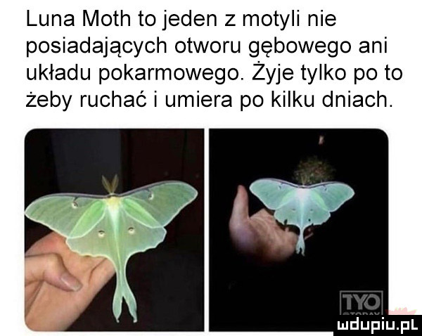 luna moch to jeden z motyli nie posiadających otworu gębowego ani układu pokarmowego. zyje tylko po to żeby ruchać i umiera po kilku dniach
