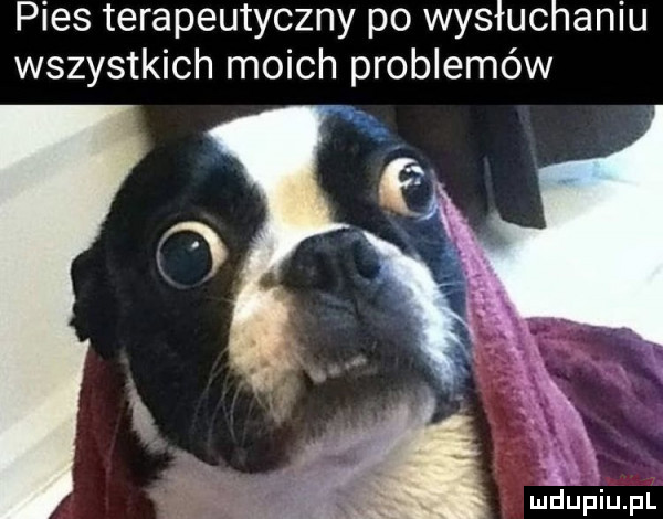 pies terapeutyczny po wysłuchaniu wszystkich moich problemów t. abakankami   s a. r ff. mf.       . l mduplu pl