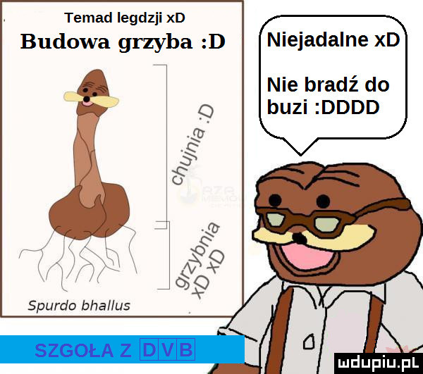 temid iegdzji xd budowa grzyba d niejadalne xd nie bladź do buzi dddd spurdo baal us szgolaz dab