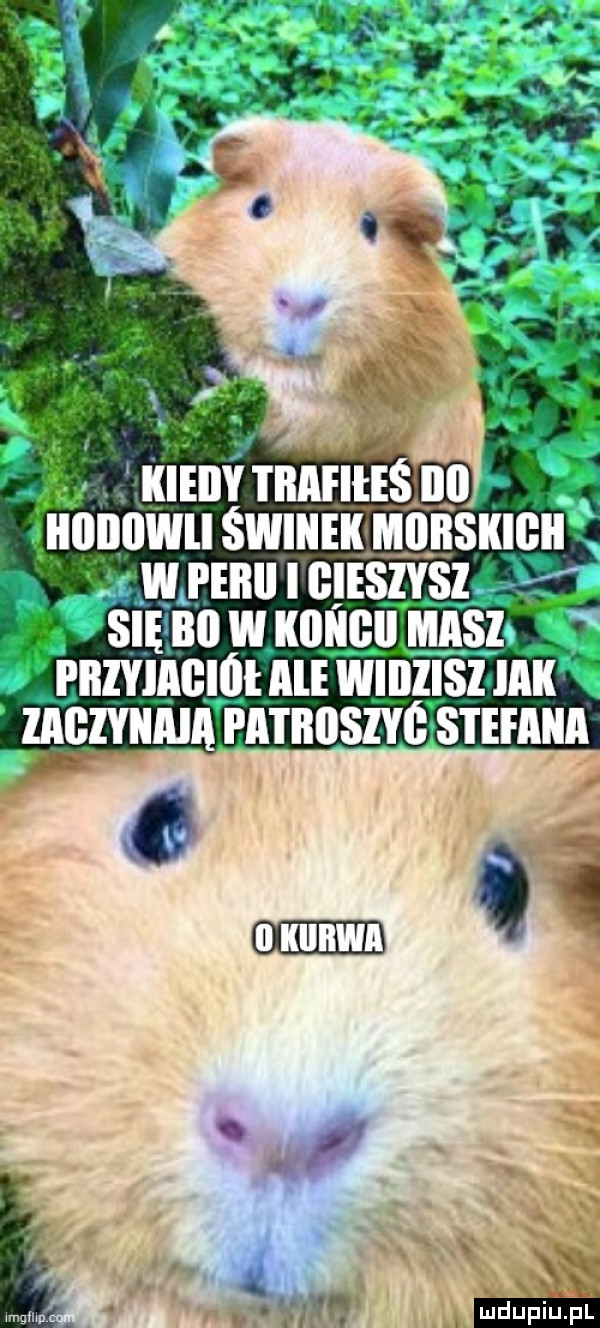 kiedytbafiłeśbii   ii llwliświiiek m lllłskigii sienowxoﬂ cu masz pnzlecmtaliwanlszaak zaęiynaia patbuszyg stefana wl v i mi knf ą e y i. n huf f