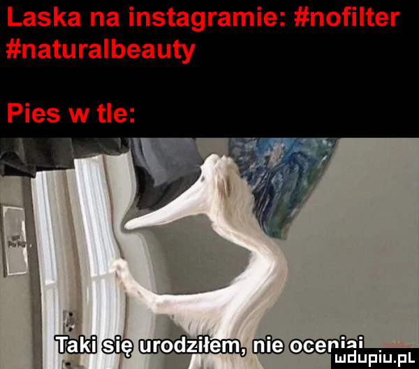 laska na instagramie nofilter naturalbeauty pies w tle db acer ici