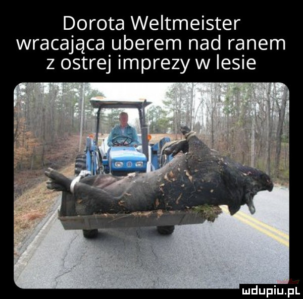 dorota weltmeister wracająca qberem nad ranem z ostrej mprezy w lesne