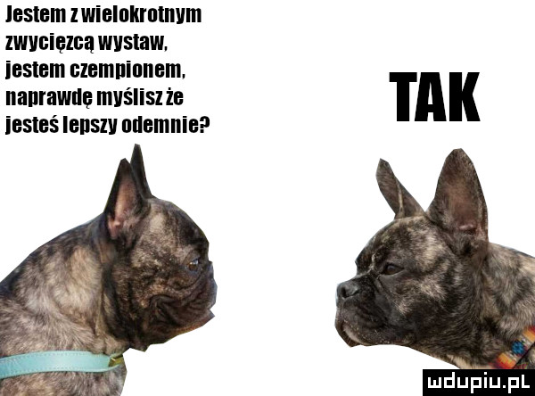 jestem lwielnkrnmvm lwvnięmą wystaw. ieslem nlemninnem. nanrawnę mvśliszże iesleś lenszv niemnie ludupiu. pl