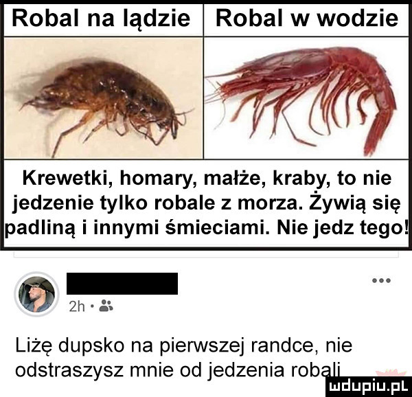 robal na lądzie robal w wodzie krewetki homary małże krab y to nie jedzenie tylko robale z morza. zowią się padliną i innymi śmieciami. niejedz tego. liżę dupsko na pierwszej randce nie odstraszysz mnie od jedzenia robﬂmm