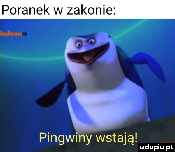 poranek w zakonie d pingwiny wstają