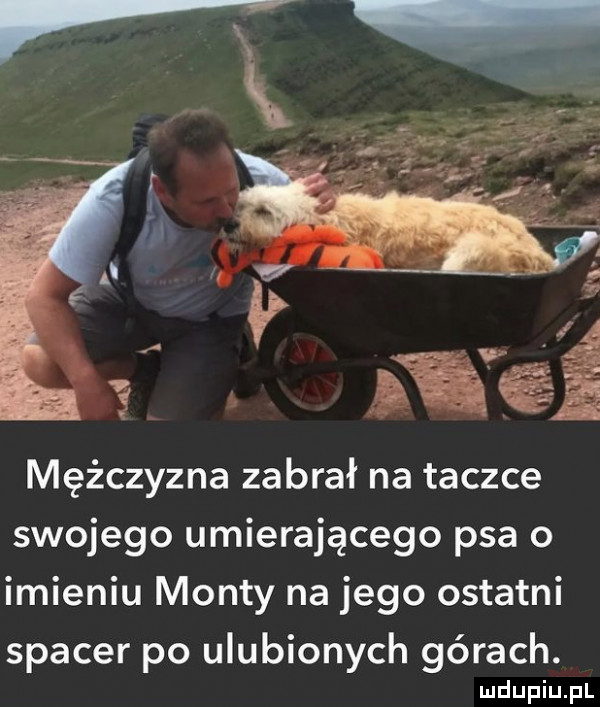 mężczyzna zabrał na taczce swojego umierającego psa o imieniu manty na jego ostatni spacer po ulubionych górach