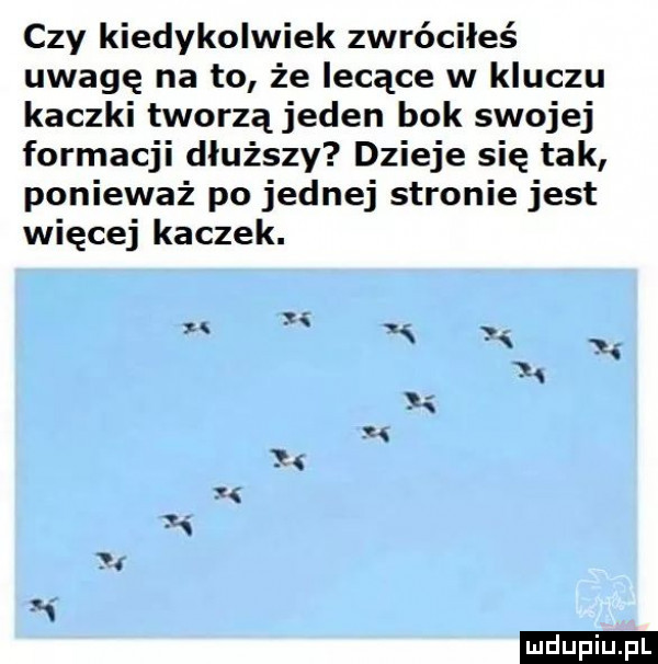 czy kiedykolwiek zwróciłeś uwagę na to że lecące w kluczu kaczki tworzą jeden bok swojej formacji dłuższy dzieje się tak ponieważ po jednej stronie jest więcej kaczek. xx ludu iu. l