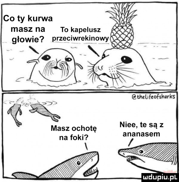 co ty kul wa masz na ewunofsws nice te są z ananasem l iu i na foki w