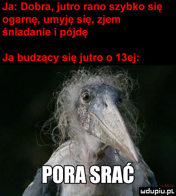 ja dobra jutro rano szybko się ogarnę umyję się zjem śniadanie i pójdę ja budzący się jutro o   ej