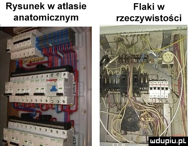 rysunek w atlasie flaki w anatomicznym rzeczywistości v r v mduaiupl