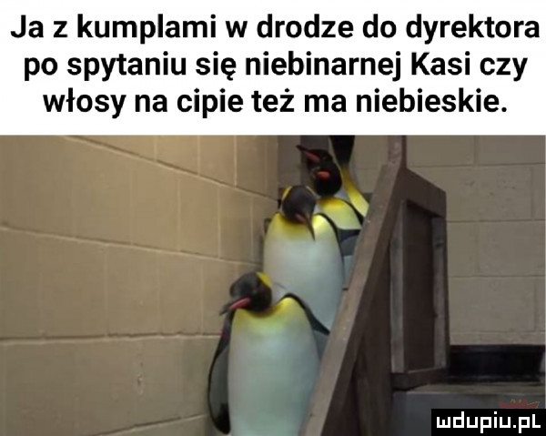 ja z kumplami w drodze do dyrektora po spytaniu się niebinarnej kasi czy włosy na cipie też ma niebieskie