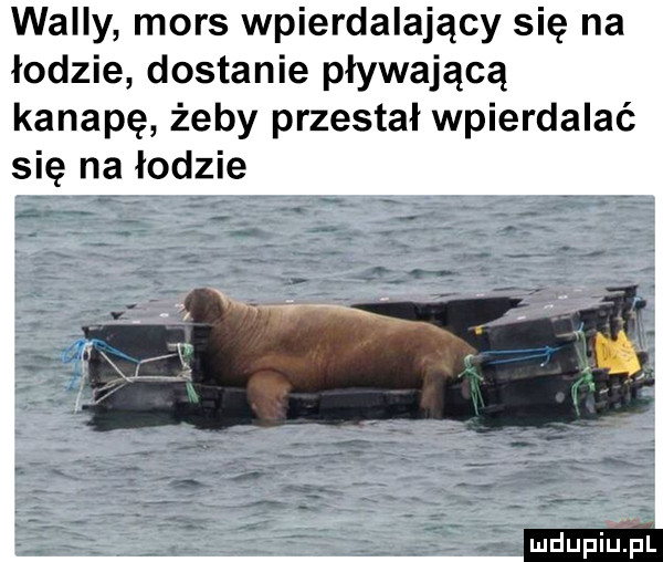 willy mors wpierdalający się na łodzie dostanie pływającą kanapę żeby przestał wpierdalać się na łodzie