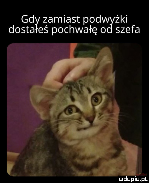 gd zamiast pod żki dosia eś pochwałę o szefa