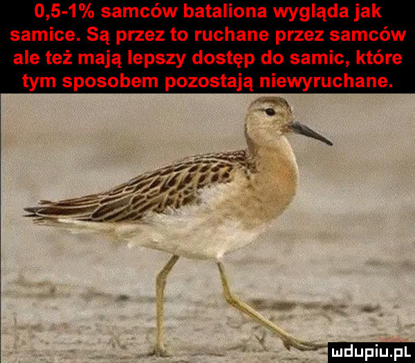 samców bataliona wygląda jak samice. są przez to ruchane przez samców ale też mają lepszy dostęp do samic które tym sposobem pozostają niewyruchane. x k r  fff ludu iu. l