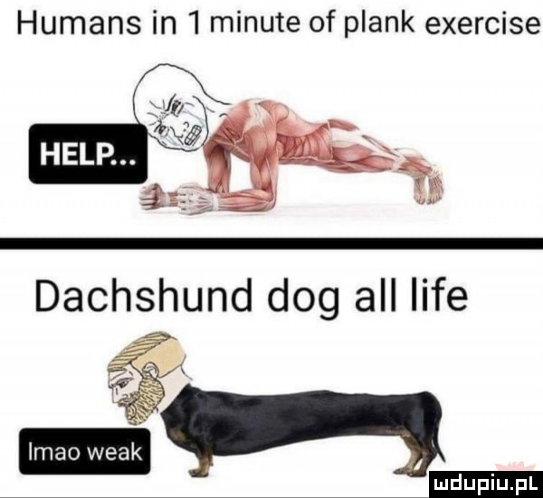 humans in   minute of plask exercise dachshund dog all lice ludu iu. l