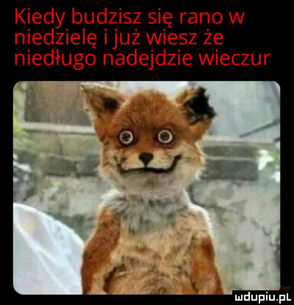 kiedy budzisz się rano w niedzielę iluż wiesz że niedługo nadejdzie wilczur