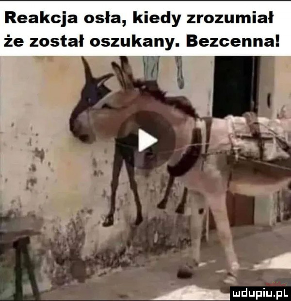 reakcja osła kiedy zrozumiał że został oszukany. bezcenna