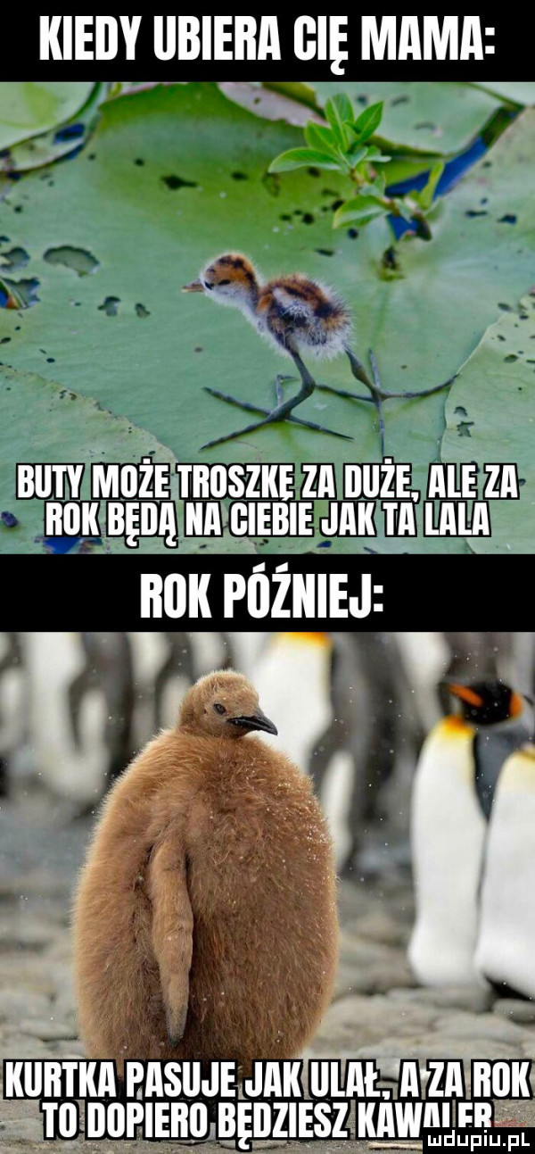 kiedy iibieaa gnę mama   v. a r f qu   f   . blaty maz tauszi e za ilicze ale za iiiiiii beiiii iiaiciebie jailia ilii ii. boa pozniej eaqueijaiiii t aaazaaoia wm ma qu upiu. pl