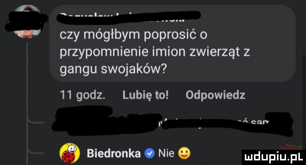 czy mógłbym poprosić o przypomnienie imion zwierząt z gangu swojaków    godz. lubię   odpowiedz cnrv biedronka. nie