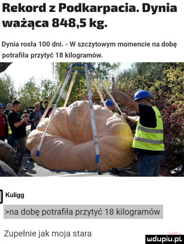 rekord podkarpacia. dynia ważąca       kg. dynia rosla     dni. w szczytowym momencie na dobę potrafiła przytyć    kilogramów. ﬂ kuligg na dobę potrafiła przytyć    kilogramów zupełnlejak maja stara