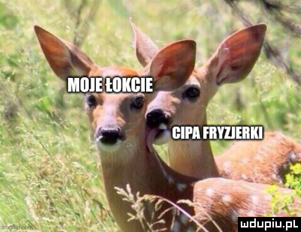 Obrazek