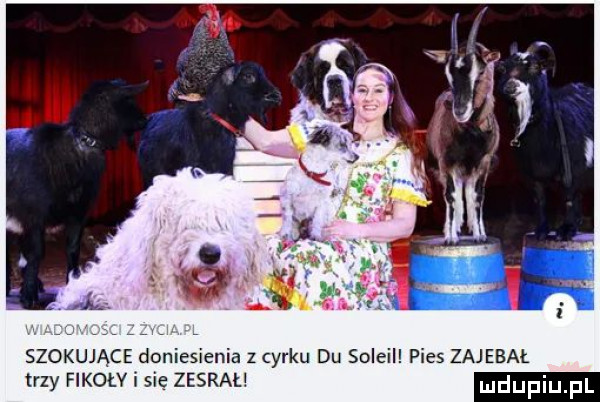 szokujące doniesienia z cyrku du soleil pies zajebał trzy fikołv i sie zesrał udupiu pl