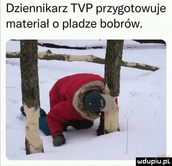 dziennikarz tvp przygotowuje materiał o pladze bobrów