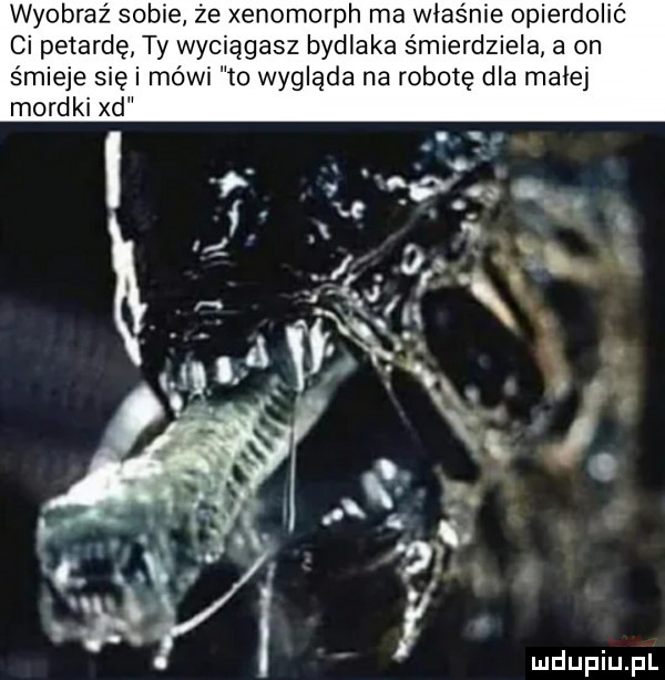 wyobraź sobie że xenomorph ma właśnie opierdolić ci petardę ty wyciągasz bydlaka śmierdziela a on śmieje się i mówi to wygląda na robotę dla małej mordki xd