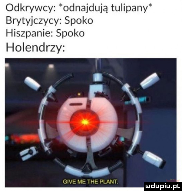 odkrywcy odnajdują tulipany brytyjczycy spoko hiszpanie spoko holendrzy a v c n   gide me tee plant