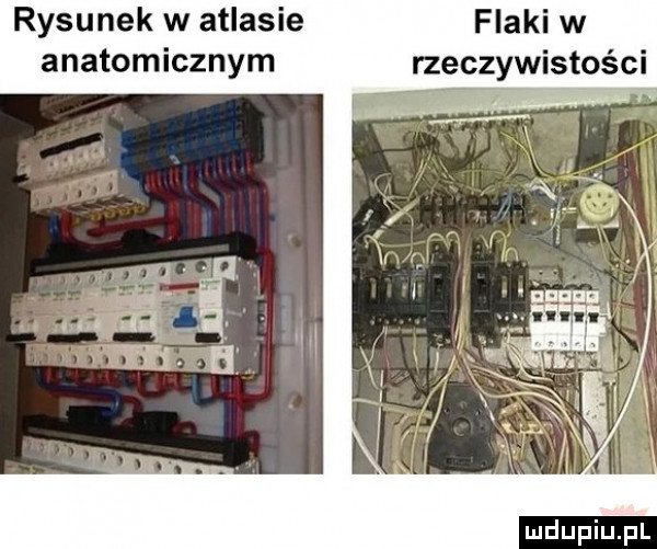 rysunek w atlasie flaki w anatomicznym rzeczywistości w w