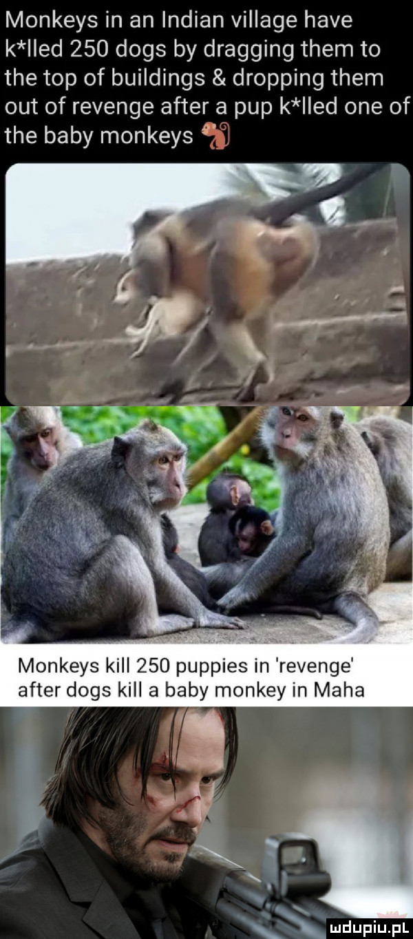 monkeys in an indian village hace k led     dogs by dragging them to tee top of buildings dripping them out of revenge after a pup k ed one of tee baby monkeys f w monkeys kall     puppies in revenge after dogs kalla baby monkey in maca