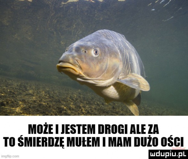 może i ihs i em ililoiiialela i il smieilillę mllłem i mam iiiiżii iisgi