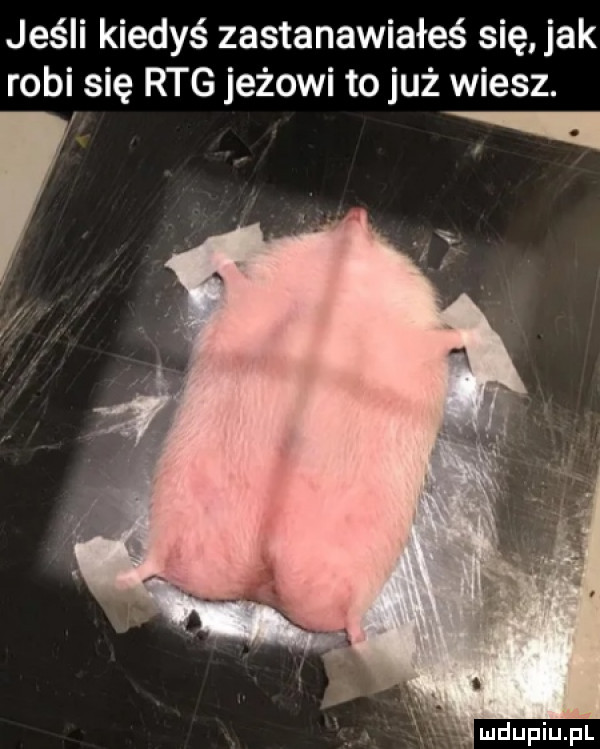 jeśli kiedyś zastanawiałeś się jak robi się rtg jeżowi to już wiesz
