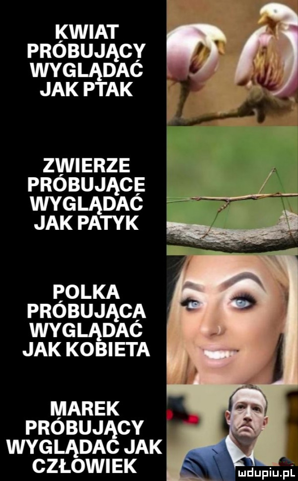 kwiat próbuj ący węglą dać jaklą ptak zwierze próbujące. wic. lądac jak patyk r polka próbująca   wyglądac jak kobieta marek probuj cv wygląda jak człowiek