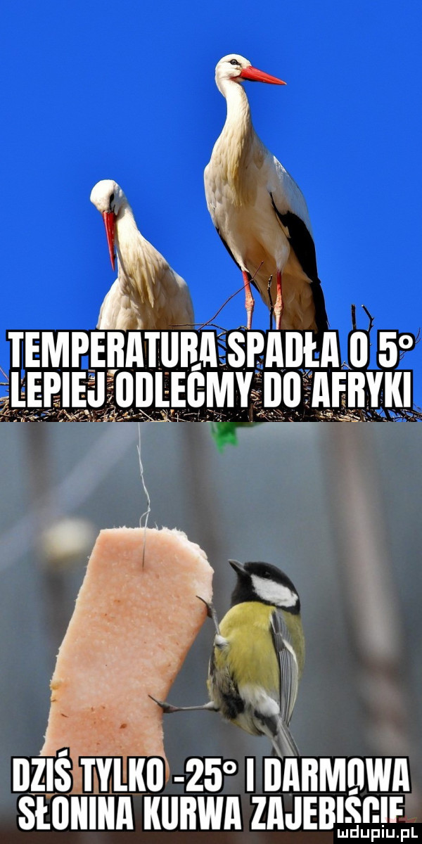 tempeiiiiiuba spadła     zje ej lllllegmy ibl afiiyiii dziś tklkii    i ijaiimijwa si iiiiiiia iiiiiiiiia zajebiśeif mduiuppl