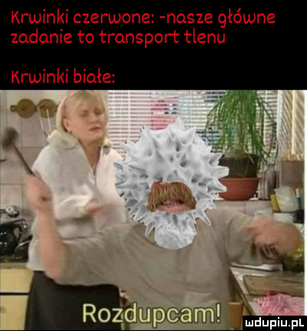 krwinki czerwone nasze główne zadanie to transport tlenu krwinki białe